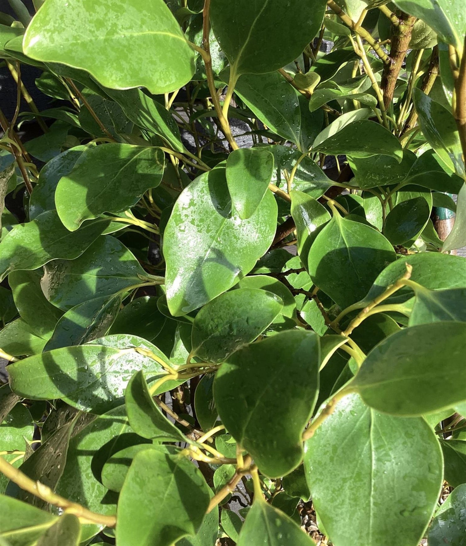 Griselinia littoralis - Pot Grown - 160-180cm - 12lt