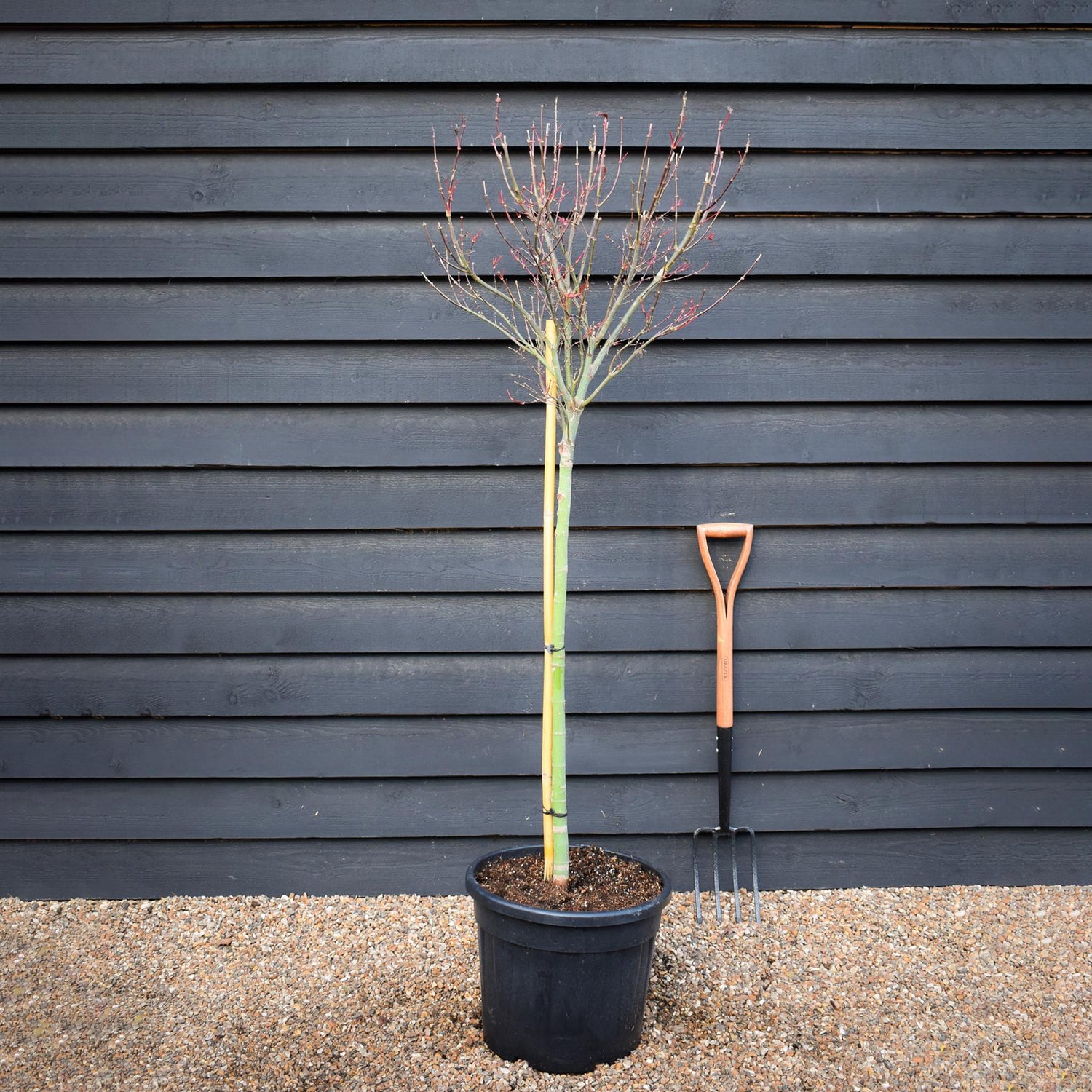 Japanese maple 'Skeeter's Broom' | Acer palmatum - Clear Stem 90cm - Height 180-220cm - 35lt