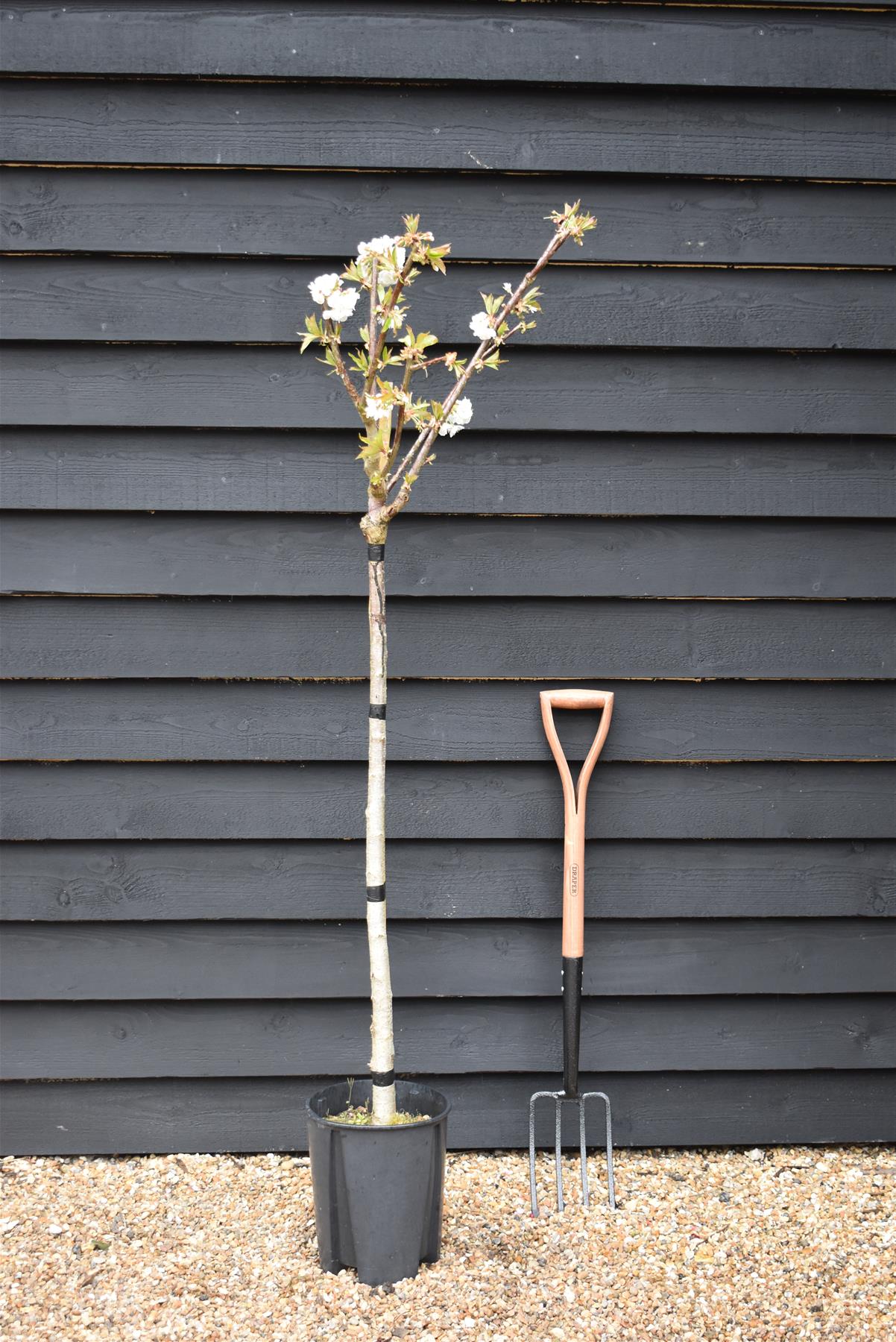 Plum tree 'Oullins Gage' | Prunus domestica - 150-160cm - 10lt