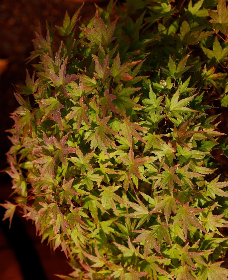 Acer palmatum 'Katsura' | Katsura Japanese Maple  Bushy - Height 200-230cm -  35lt