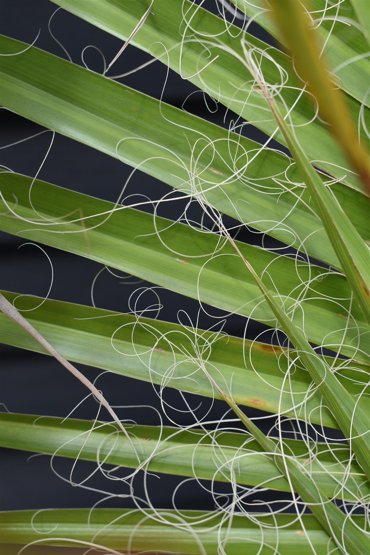 Washingtonia robusta | Mexican fan palm - Stem 20-30cm - Girth 26-32cm - Height 120-130cm - 30lt