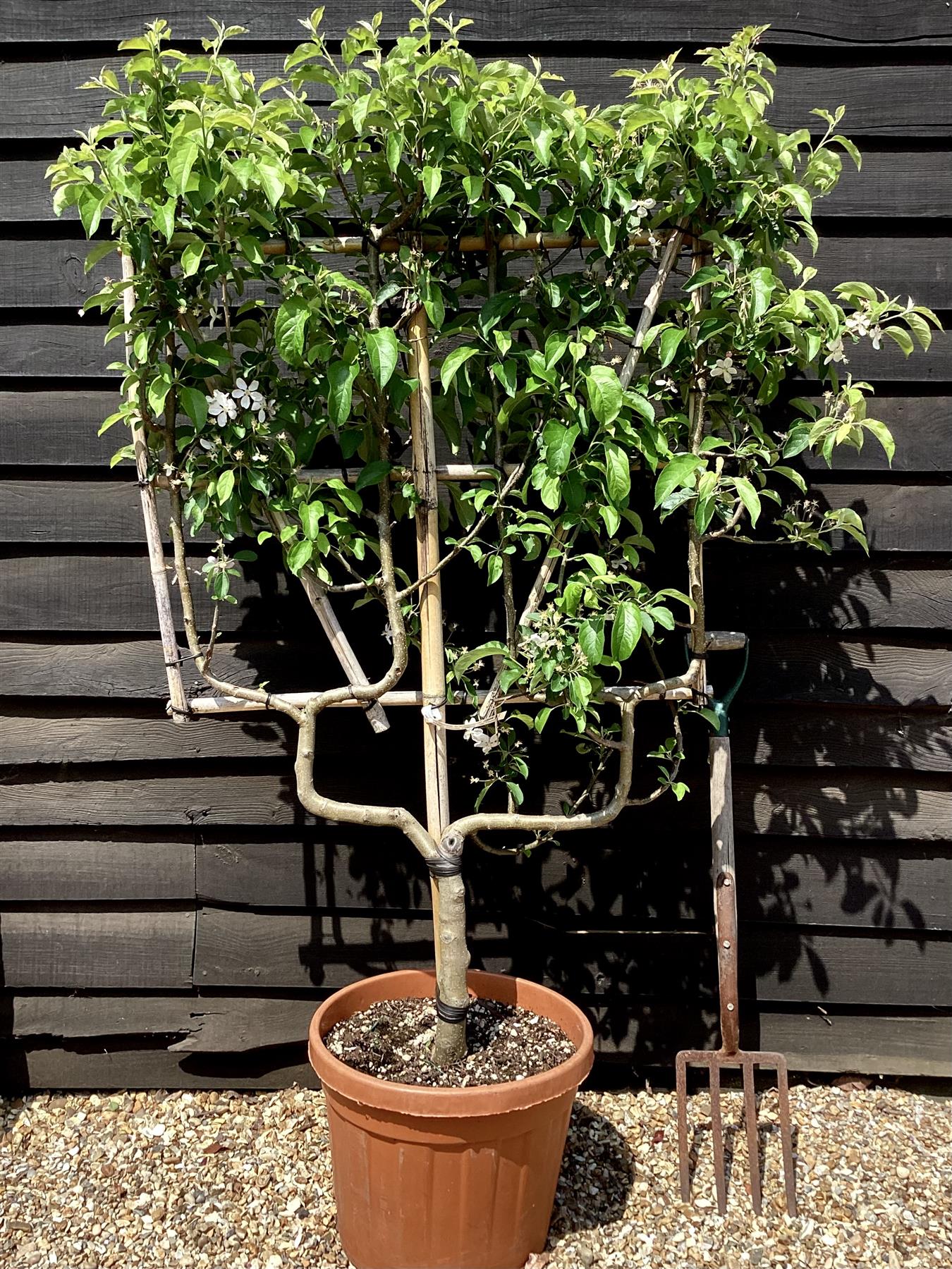 Apple tree 'Discovery' espalier | Malus domestica - 120-150cm - 45lt