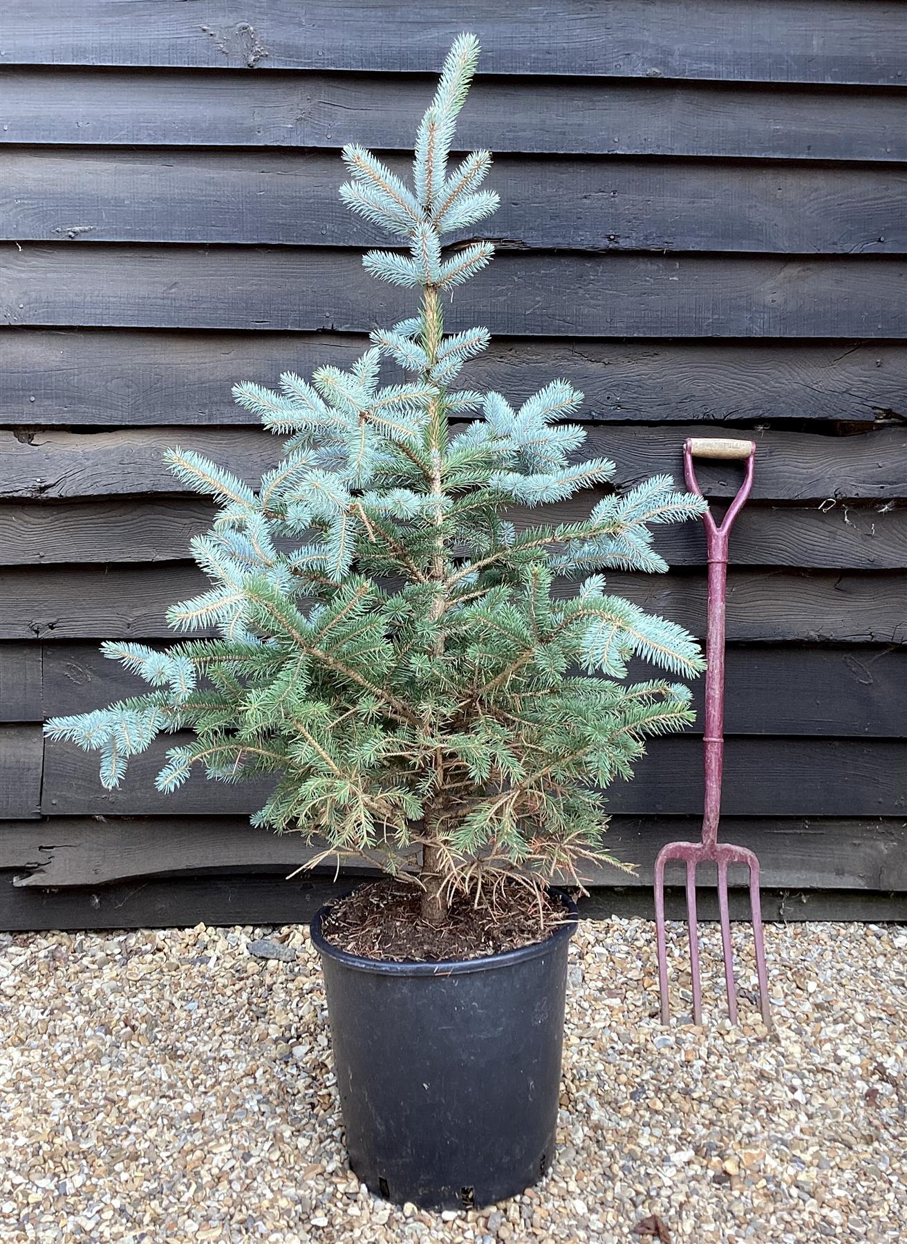 Picea pungens 'Super Blue' | Colorado spruce - 100-120cm, 25lt