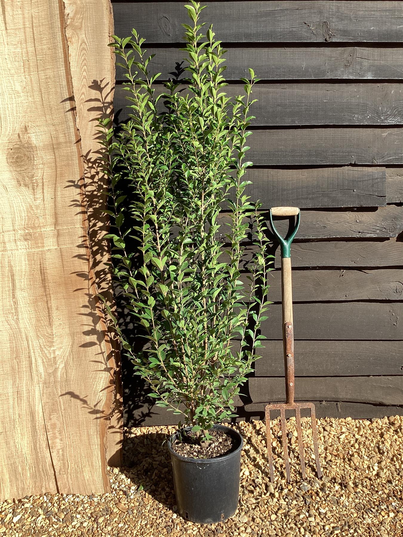 Ligustrum ovalifolium | Golden Privet - 100-120cm, 10lt