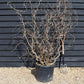 Corylus avellana 'Contorta' | Corkscrew Hazel - Height 160-170cm - 45lt