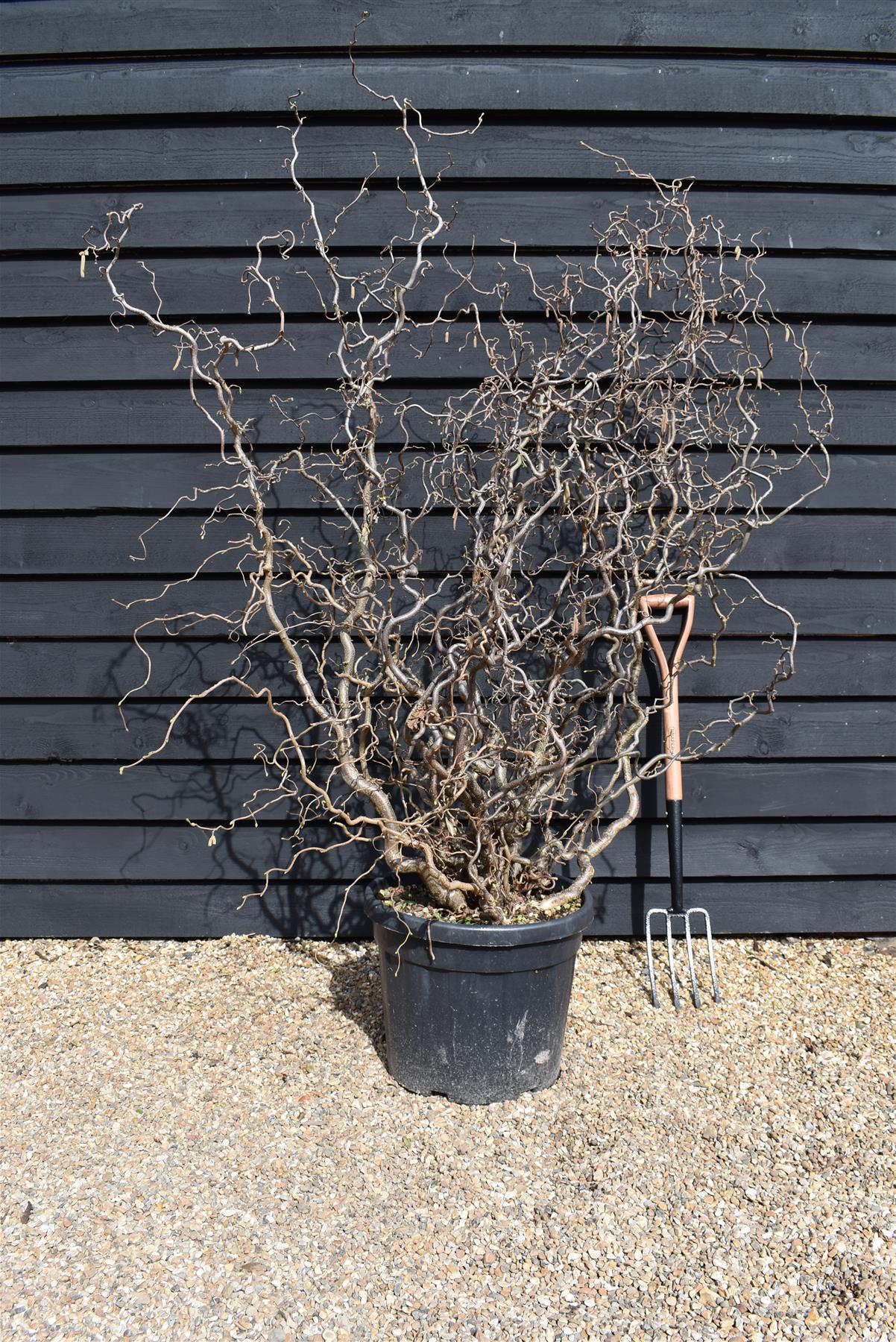 Corylus avellana 'Contorta' | Corkscrew Hazel - Height 160-170cm - 45lt