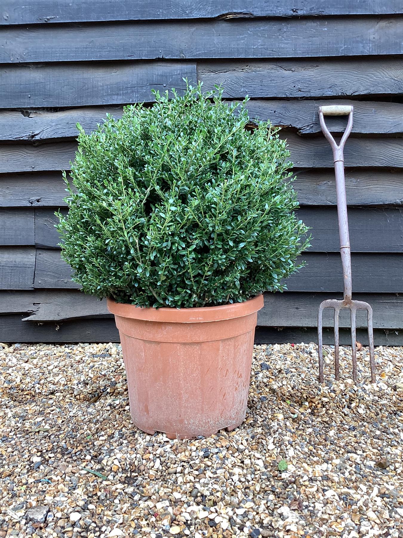 Ilex Crenata Stokes - Ball - 50-60cm - 35lt