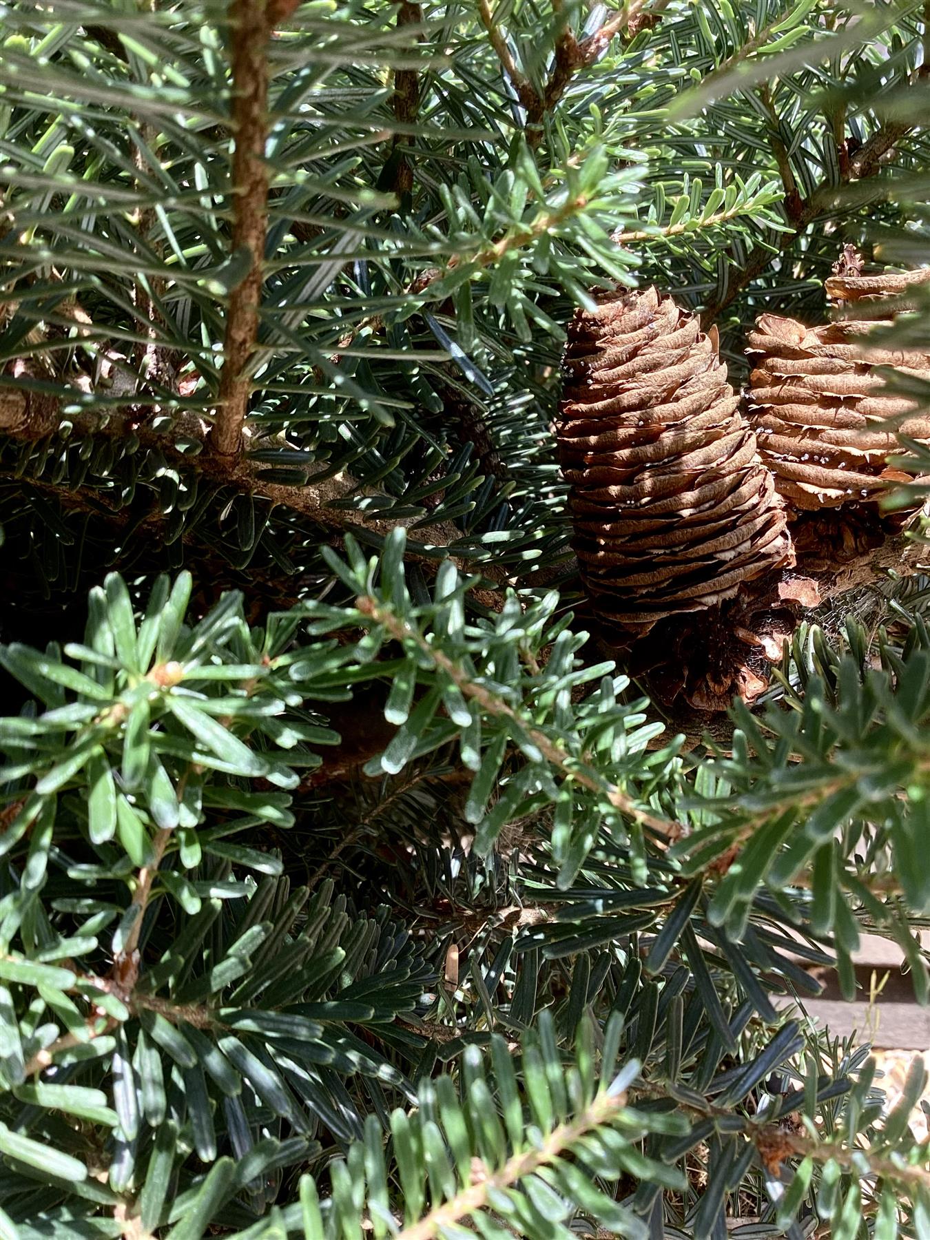 Abies koreana 'Green Carpet' | Korean fir - 50-60cm - 18lt