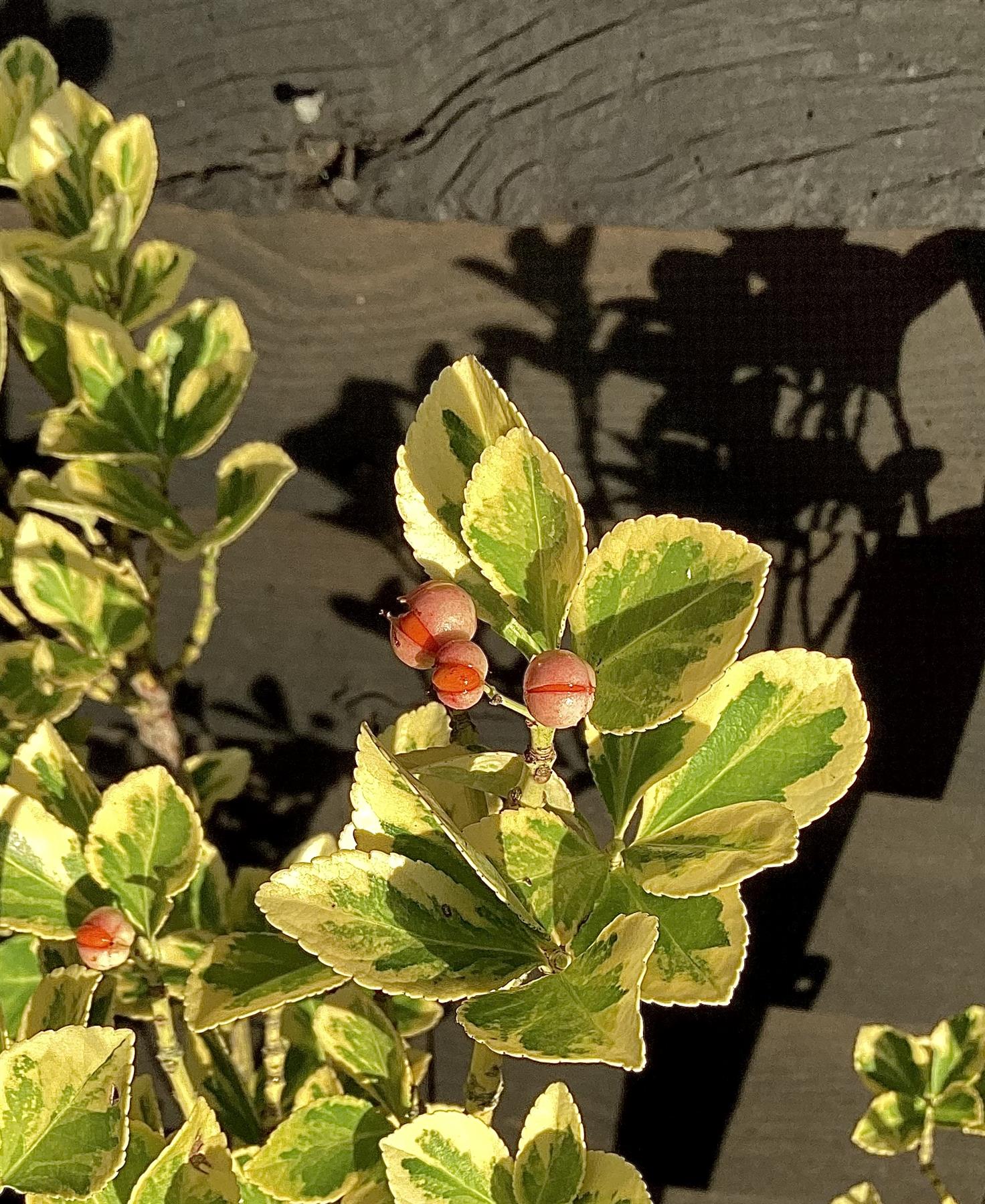 Euonymus japonicus 'Aureopictus' | Japanese spindle 'Aureus' -  40-60cm, 20lt