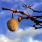 Actinidia chinensis | Kiwi Fruit Tree - 150-180cm, 25lt