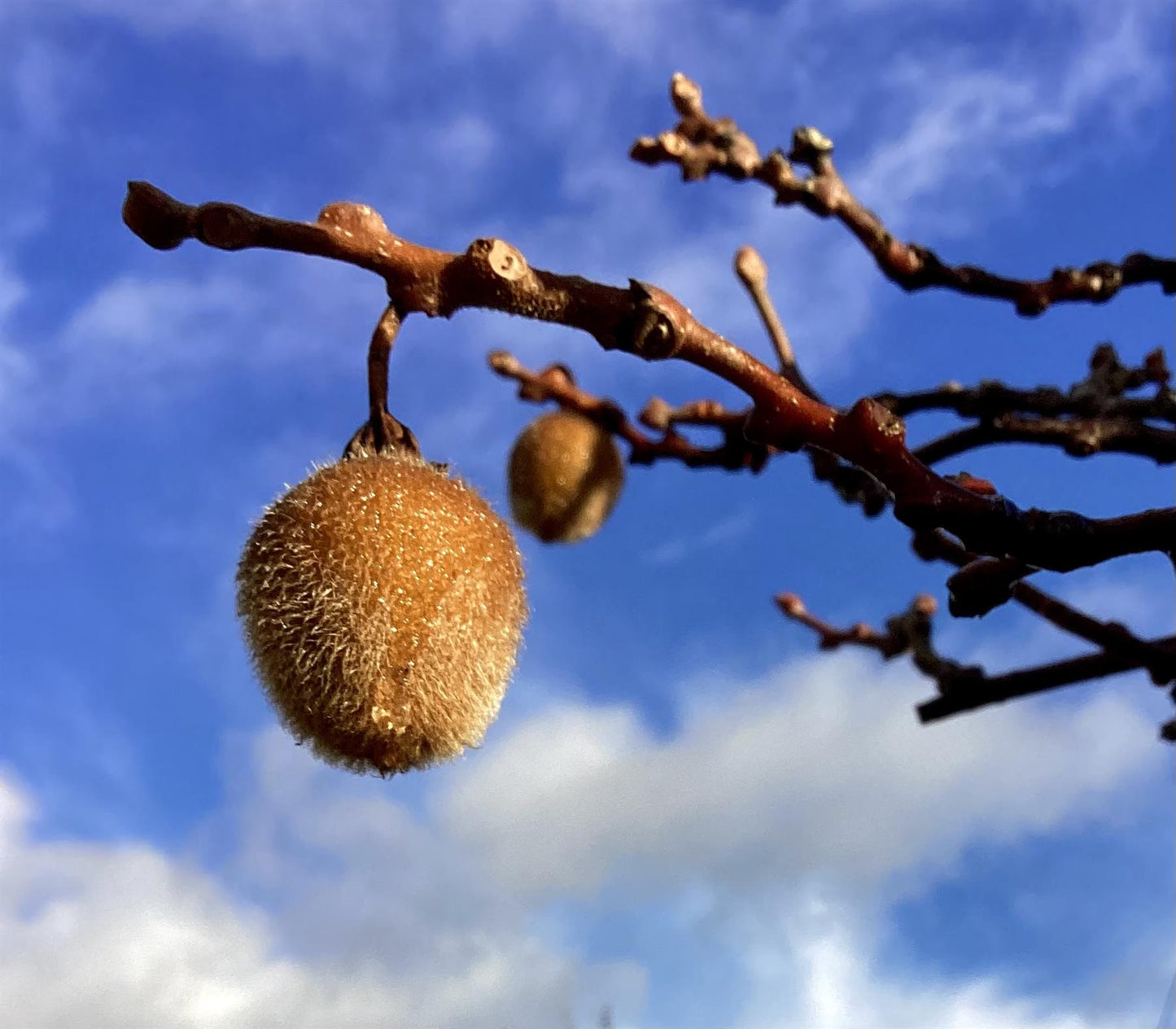 Actinidia chinensis | Kiwi Fruit Tree - 150-180cm, 25lt