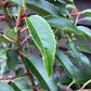 10 x Portuguese Laurel | Prunus lusitanica 'Angustifolia' - Pallet Deal - Bushy - Height 110-120cm - 10lt