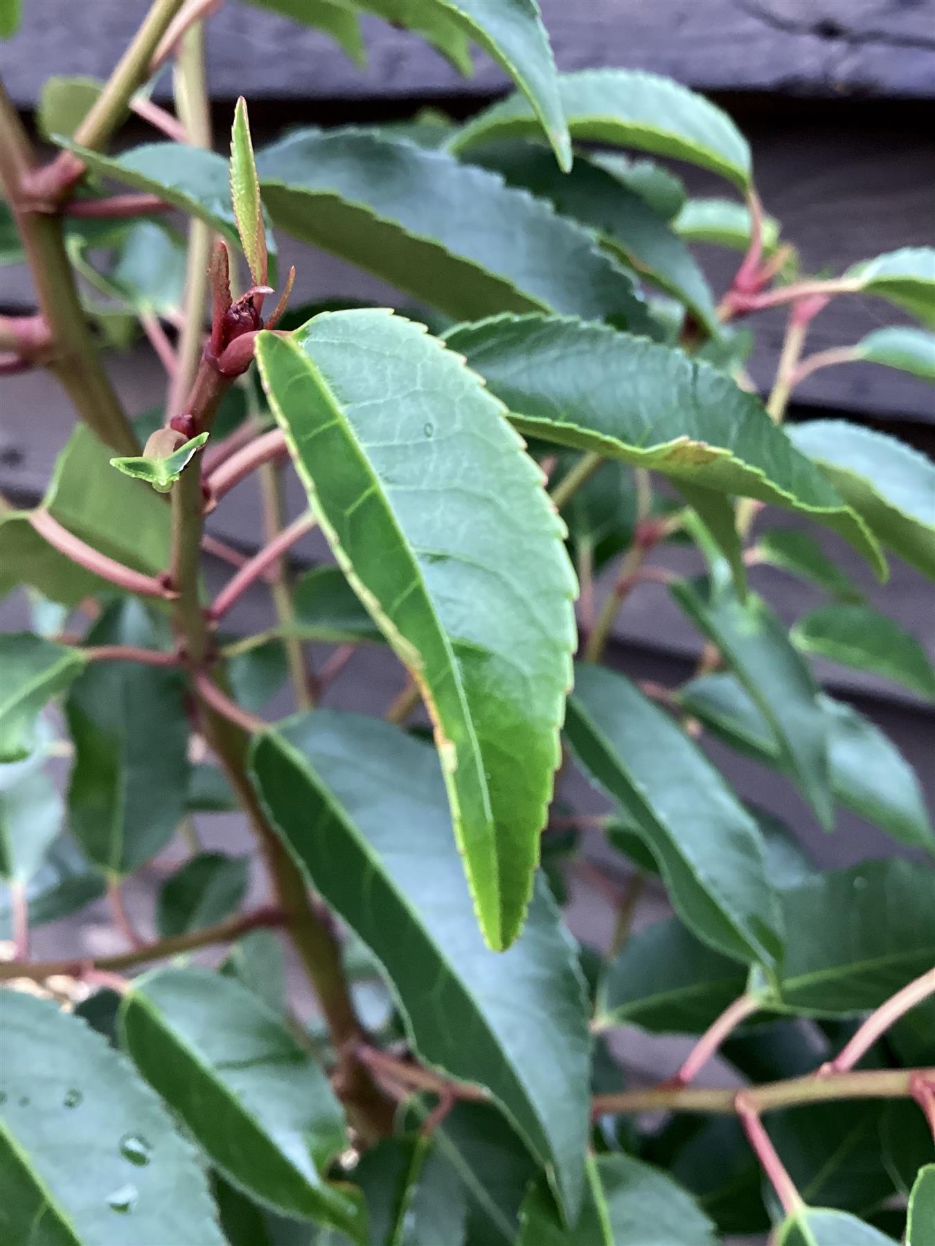 10 x Portuguese Laurel | Prunus lusitanica 'Angustifolia' - Pallet Deal - Bushy - Height 110-120cm - 10lt