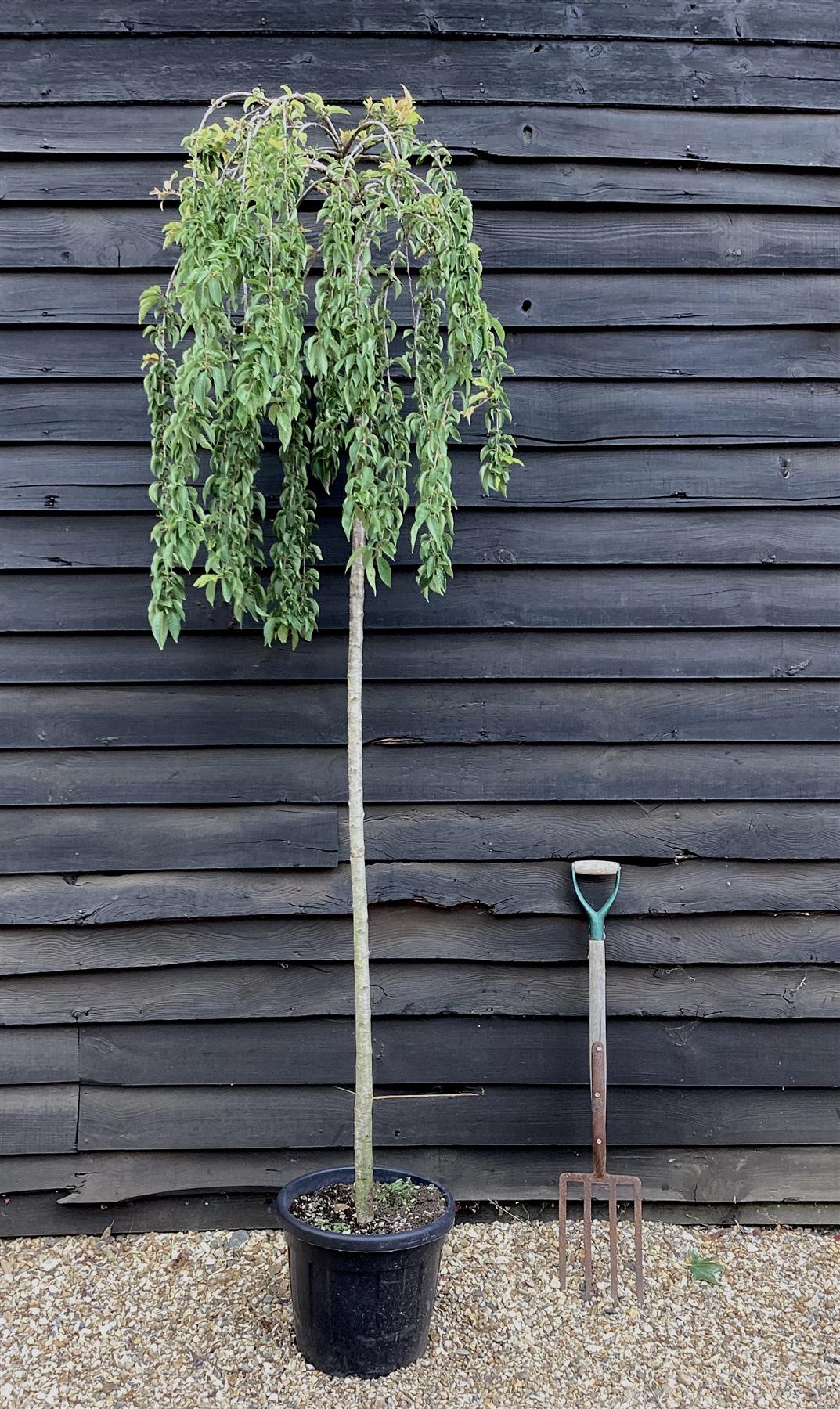 Prunus subhirtella Pendula Standard | Single Pink Weeping Cherry - Girth 12-14cm - 200-250cm - 30lt