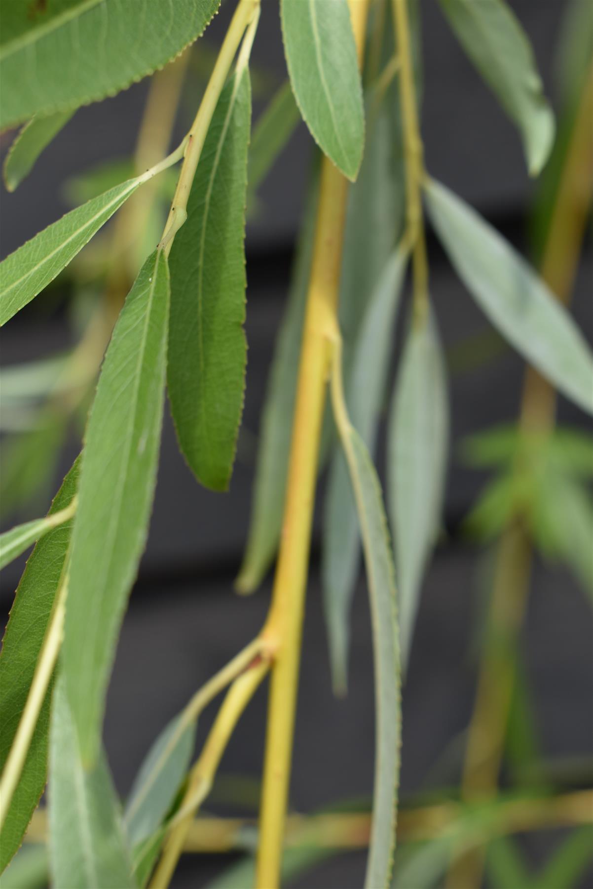 Salix Sepulcralis var. chrysocoma | Golden Weeping Willow  - Height 210-250cm - 20lt