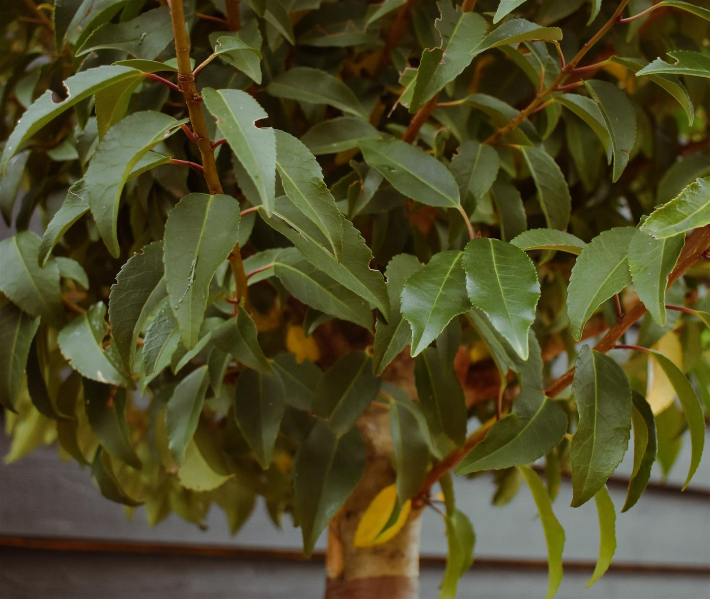 Portuguese Laurel Tree | Prunus Lusitanica - Clear Stem - Girth 12-14cm - Height - 260-280cm - 70lt