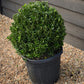 Euonymus 'Green Spire' Shrub - Ball - 70-80cm - 30lt