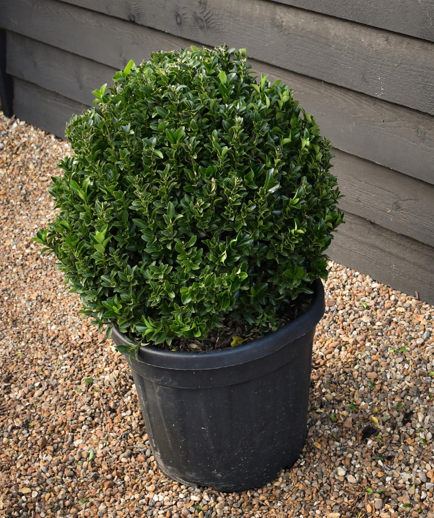 Euonymus 'Green Spire' Shrub - Ball - 70-80cm - 30lt