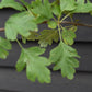 Crataegus Laevigata 'Paul's Scarlet' | Hawthorn 'Paul's Scarlet' - Height - 270-290cm - 40lt