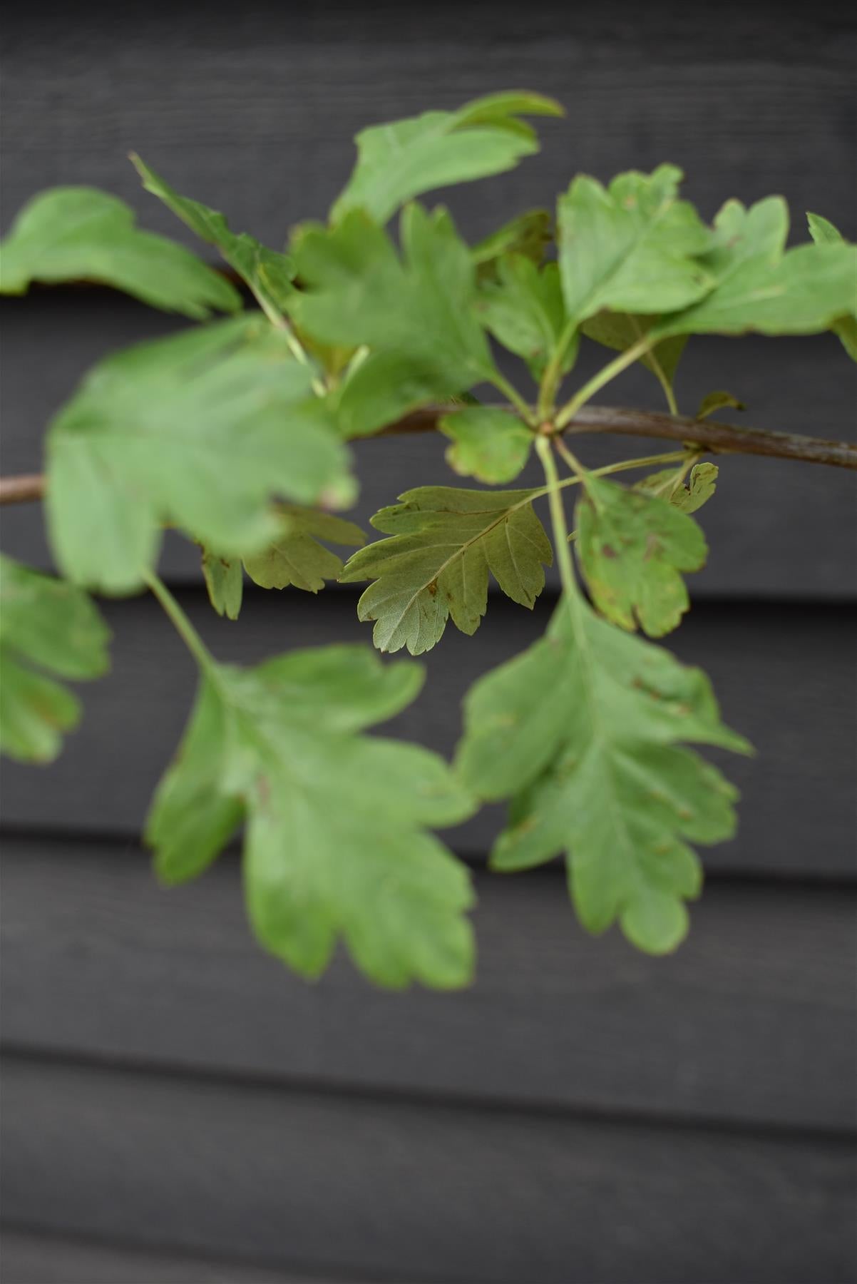 Crataegus Laevigata 'Paul's Scarlet' | Hawthorn 'Paul's Scarlet' - Height - 270-290cm - 40lt