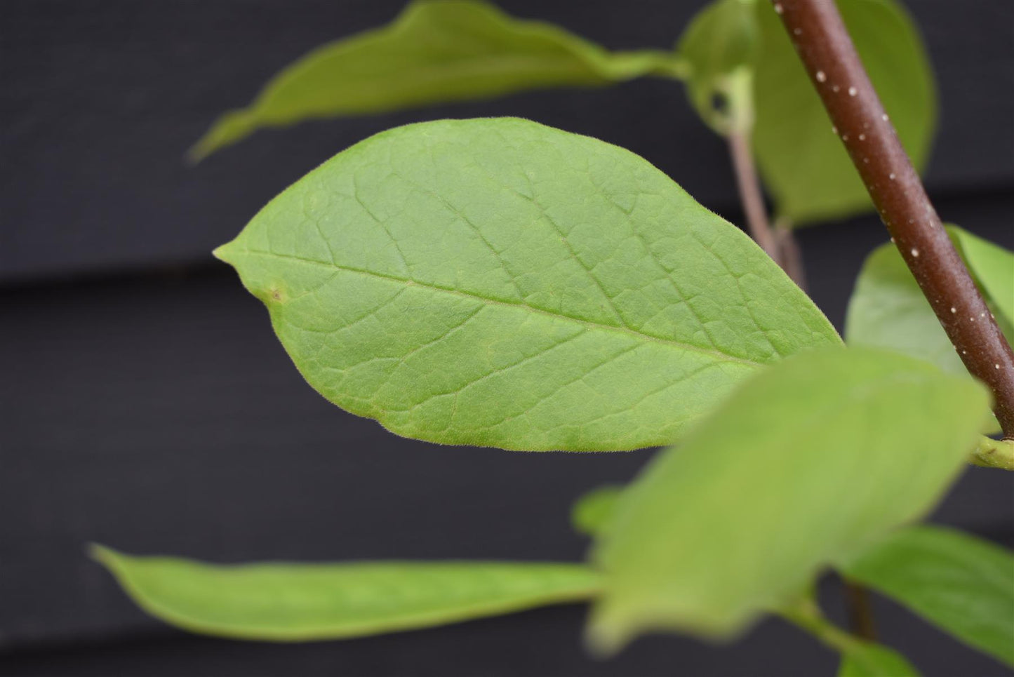 Magnolia x soulangeana | Saucer magnolia - 10lt