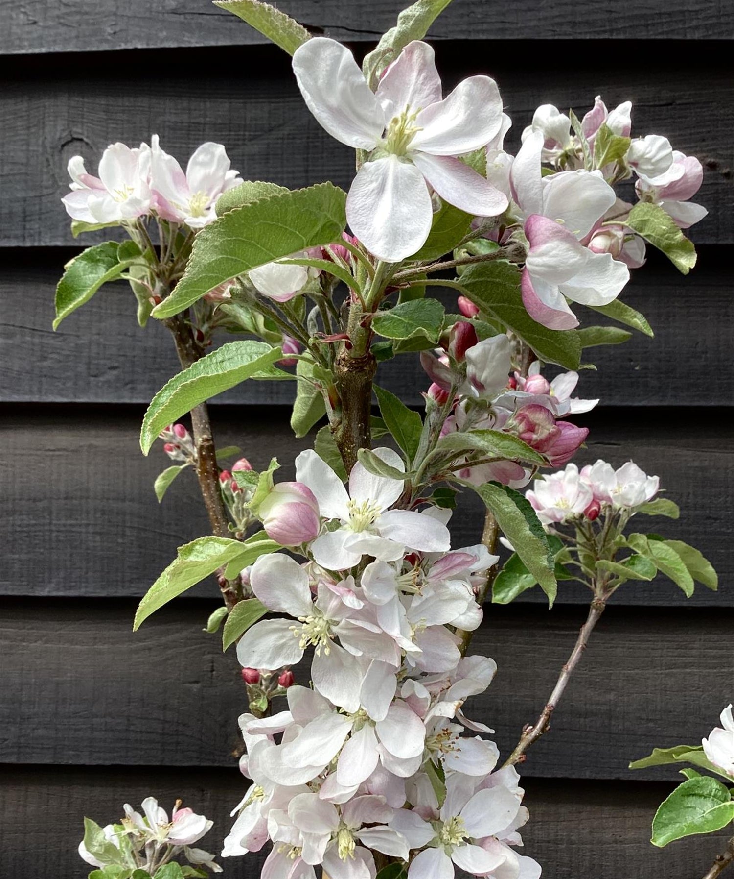 Apple tree 'Scrumptious' | Malus domestica - MM106 - Semi-Dwarfing - 150-160cm - 10lt