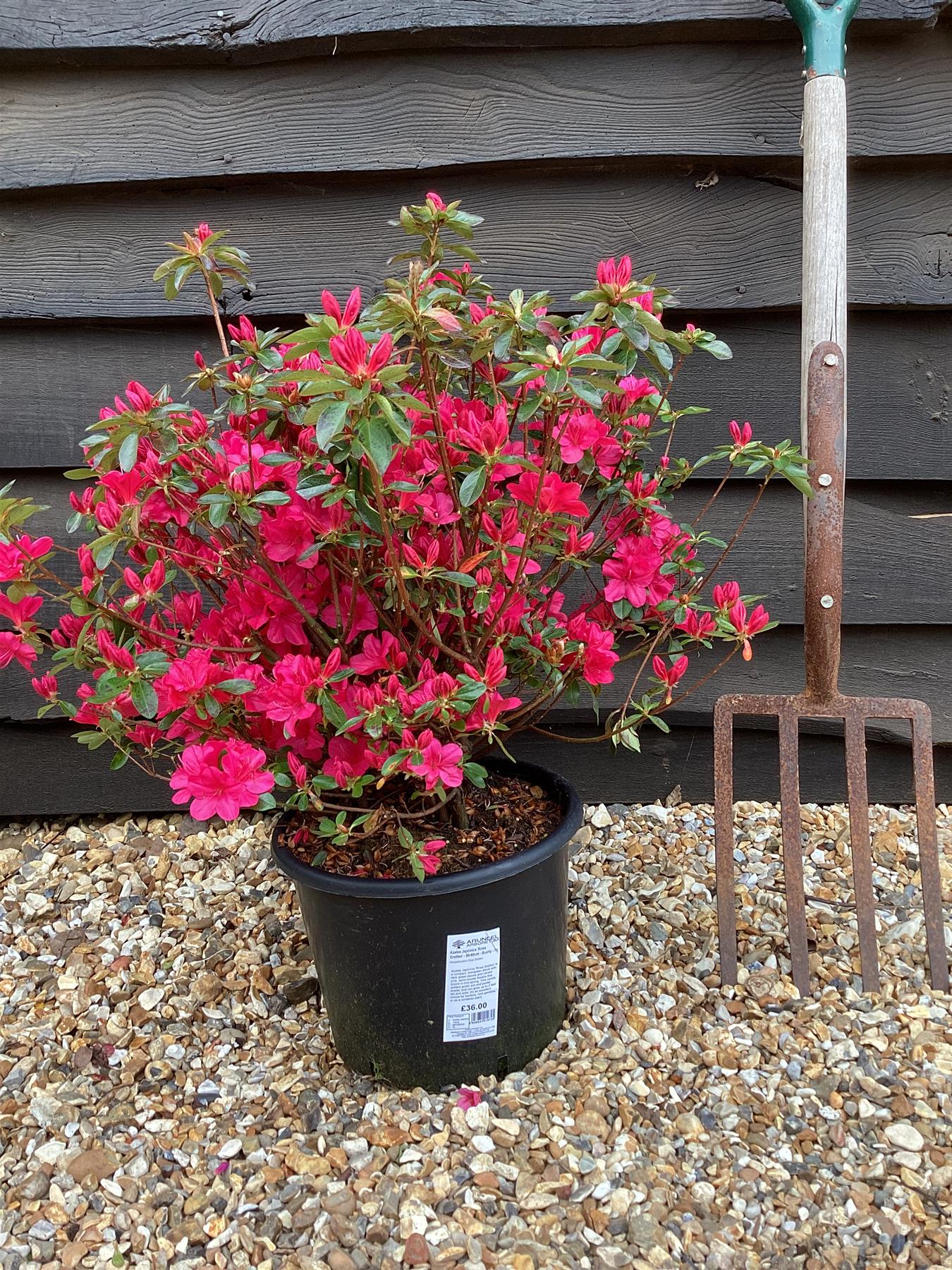 Azalea Japonica Rosa Gretten| Rhododendron Rosa Gretten - 70-80cm, 15lt