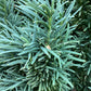 Yew Upright | Taxus baccata Fastigiata - Height 80-100cm - 9lt