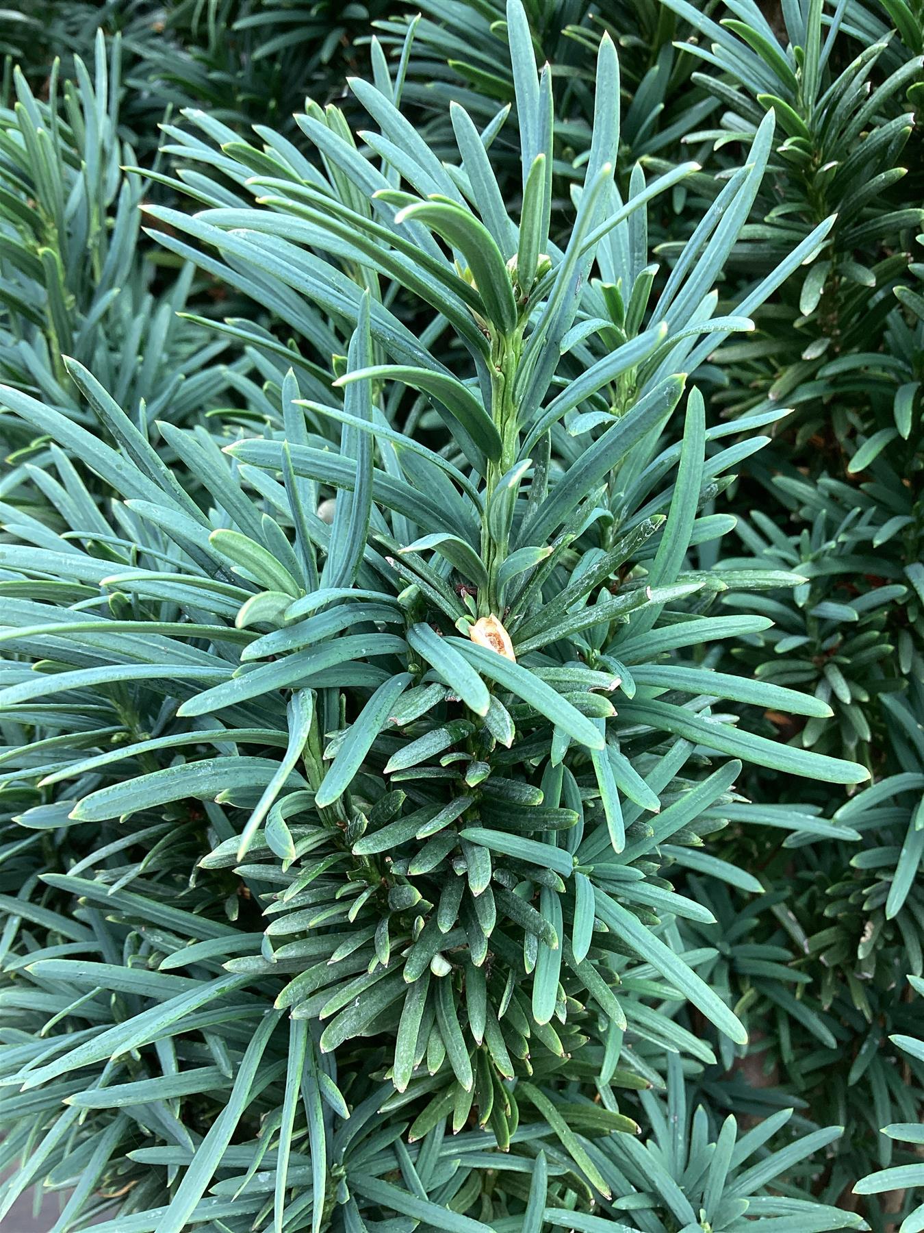 Yew Upright | Taxus baccata Fastigiata - Height 80-100cm - 9lt