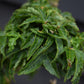 Acer palmatum 'Crispifolium'  (Shishi Gashira Maple) - Height 100-110cm - 20lt