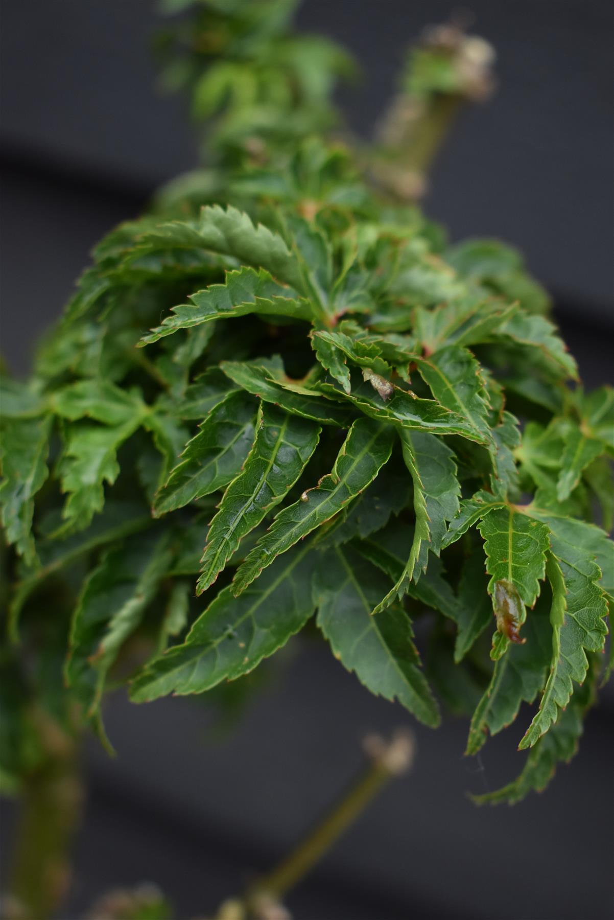 Acer palmatum 'Crispifolium'  (Shishi Gashira Maple) - Height 100-110cm - 20lt