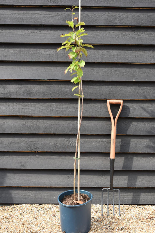 Wild Cherry | Prunus avium - 2-3 years old - Height 120-150cm - 10lt