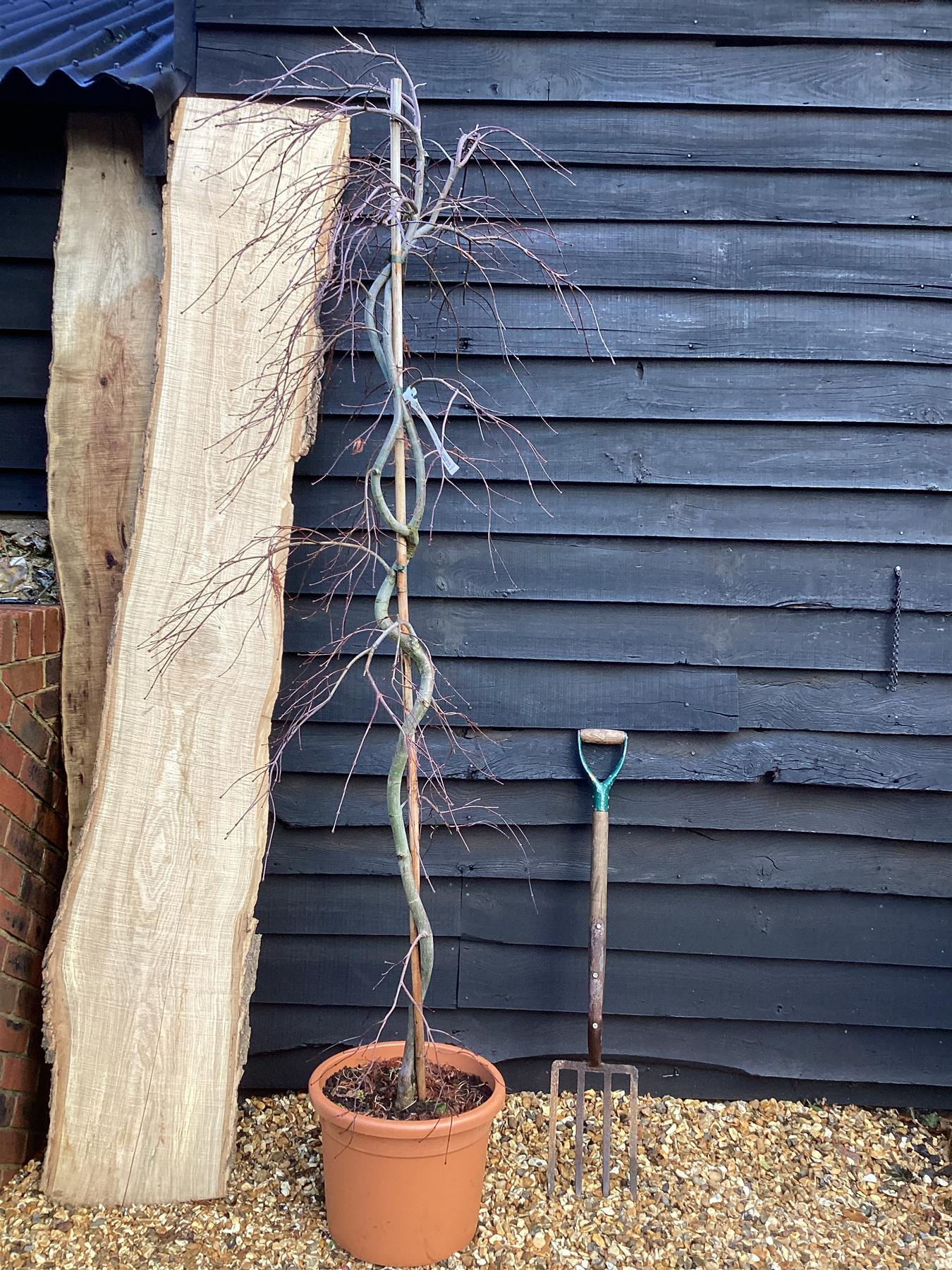 Acer palmatum 'Inaba-shidare' (Japanese maple) - 250-280cm, 30lt