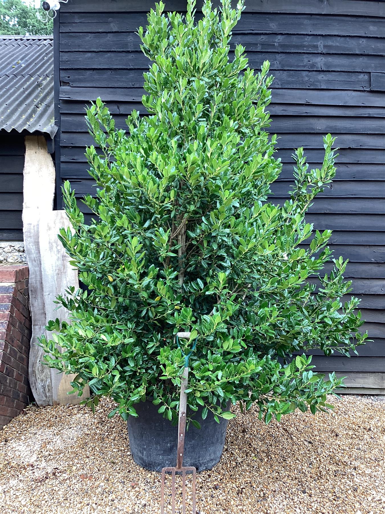 Ilex 'Nellie R. Stevens' | Holly  - Cone - Bushy - Height 300cm - 230lt