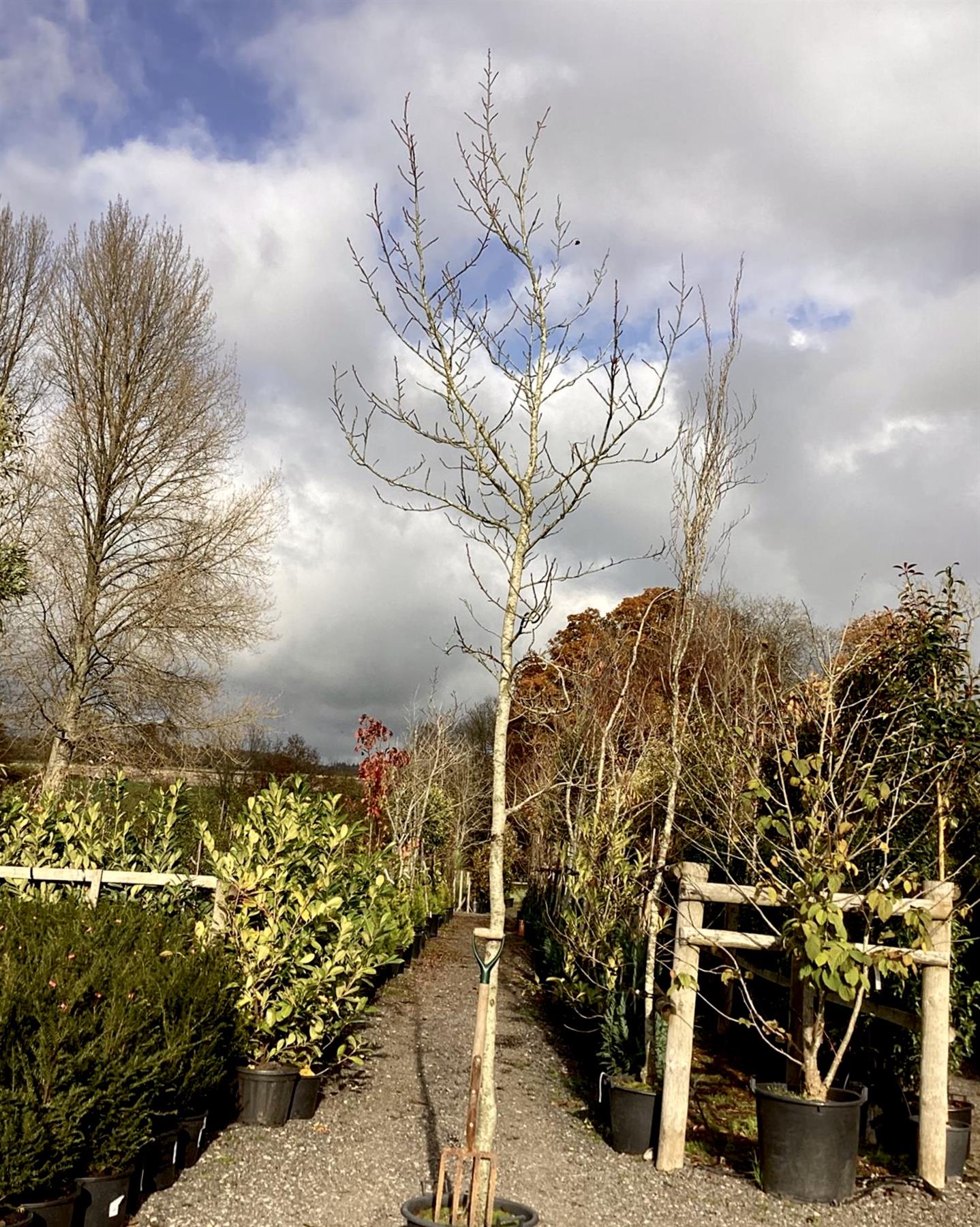 Liquidambar styraciflua 'Albomarginata' | Sweet Gum 'Silver King' - 50lt