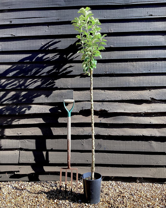 Apple tree 'King of the Pippins' | Malus Domestica - Semi Dwarfing - Height 150-180cm, 20lt