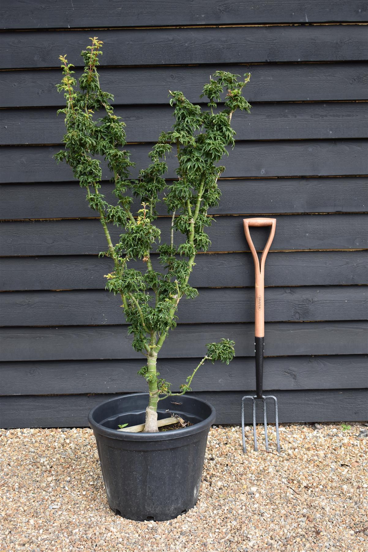 Shishi Gashira Maple | Acer Palmatum 'Crispifolium' Lion's Head Japanese Maple - Height 100-130cm - 50lt