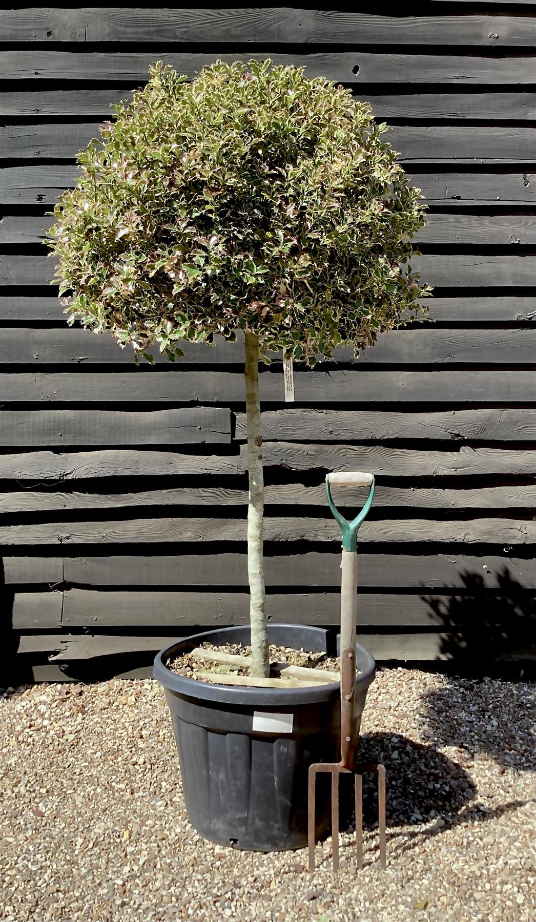 Ilex Aquifolium 'Argentea Marginata' | Silver-Margined Holly - 200-220cm, 70lt