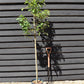 Amelanchier canadensis - 140/180cm, 10lt