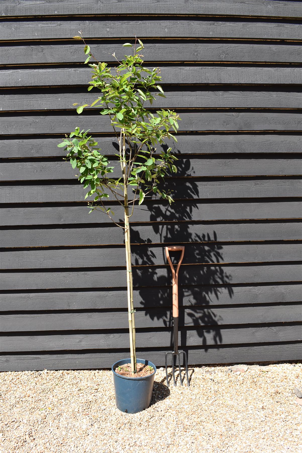 Amelanchier canadensis - 140/180cm, 10lt