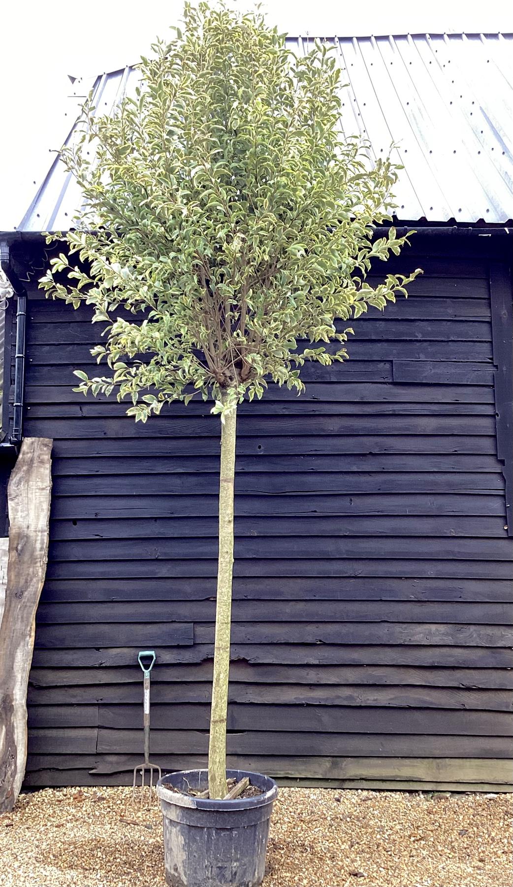 Ligustrum ovalifolium 'Aureum' | Golden Privet Standard, Clear Stem - Girth 20-25cm - 360-400cm - 110lt