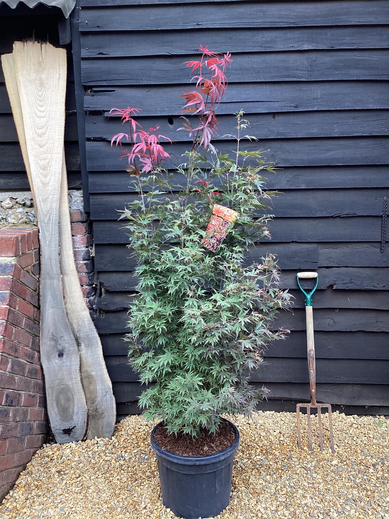 Japanese maple 'Shaina' | Acer palmatum - Bushy - Height 170-220cm - 35lt