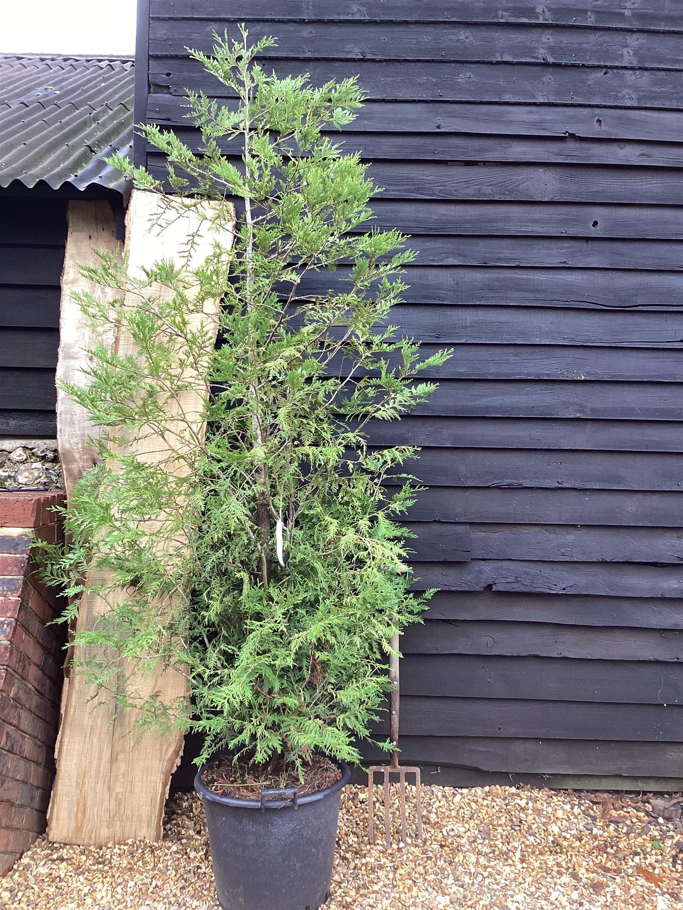 Thuja plicata 'Atrovirens' | Western Red Cedar 'Atrovirens' - 150-250cm, 50lt