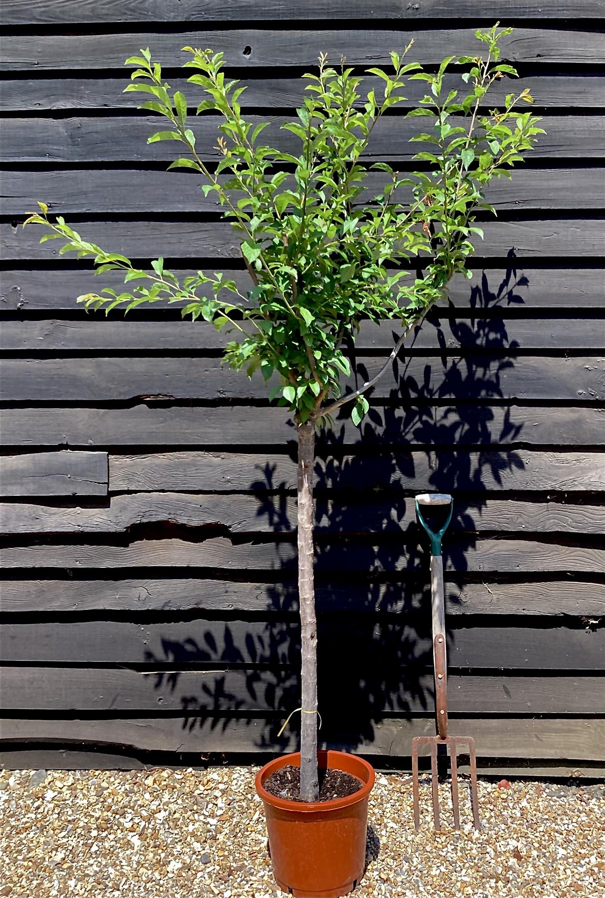 Plum tree Golden Japan | Prunus salicina - Girth 12-14cm - 170-180cm - 30lt