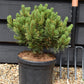 Pinus mugo 'Carsten's Wintergold' | Dwarf mountain pine - Height 30cm - Width 20cm - 6lt