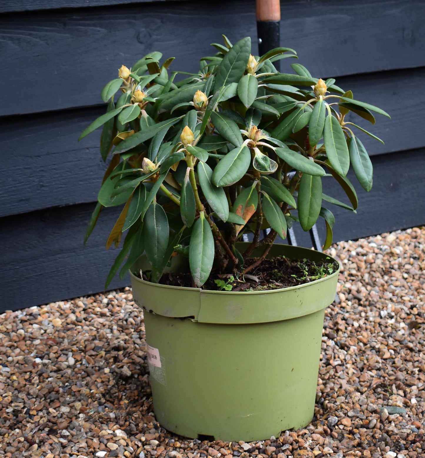 Rhododendron 'Hachmann's Porzellan' - Shrub - Height 30-40cm - 10lt