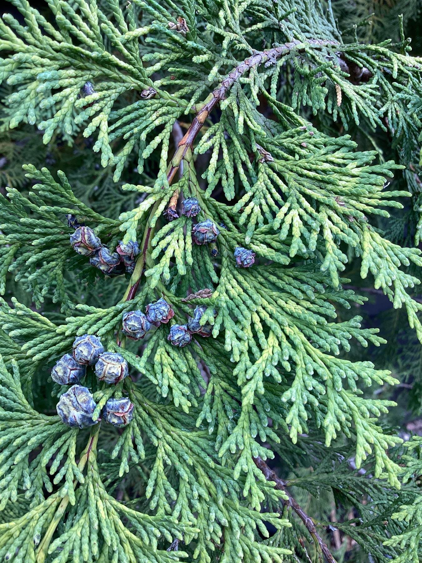 Chamaecyparis Lawsoniana Erecta Viridis - 280/310cm, 80lt