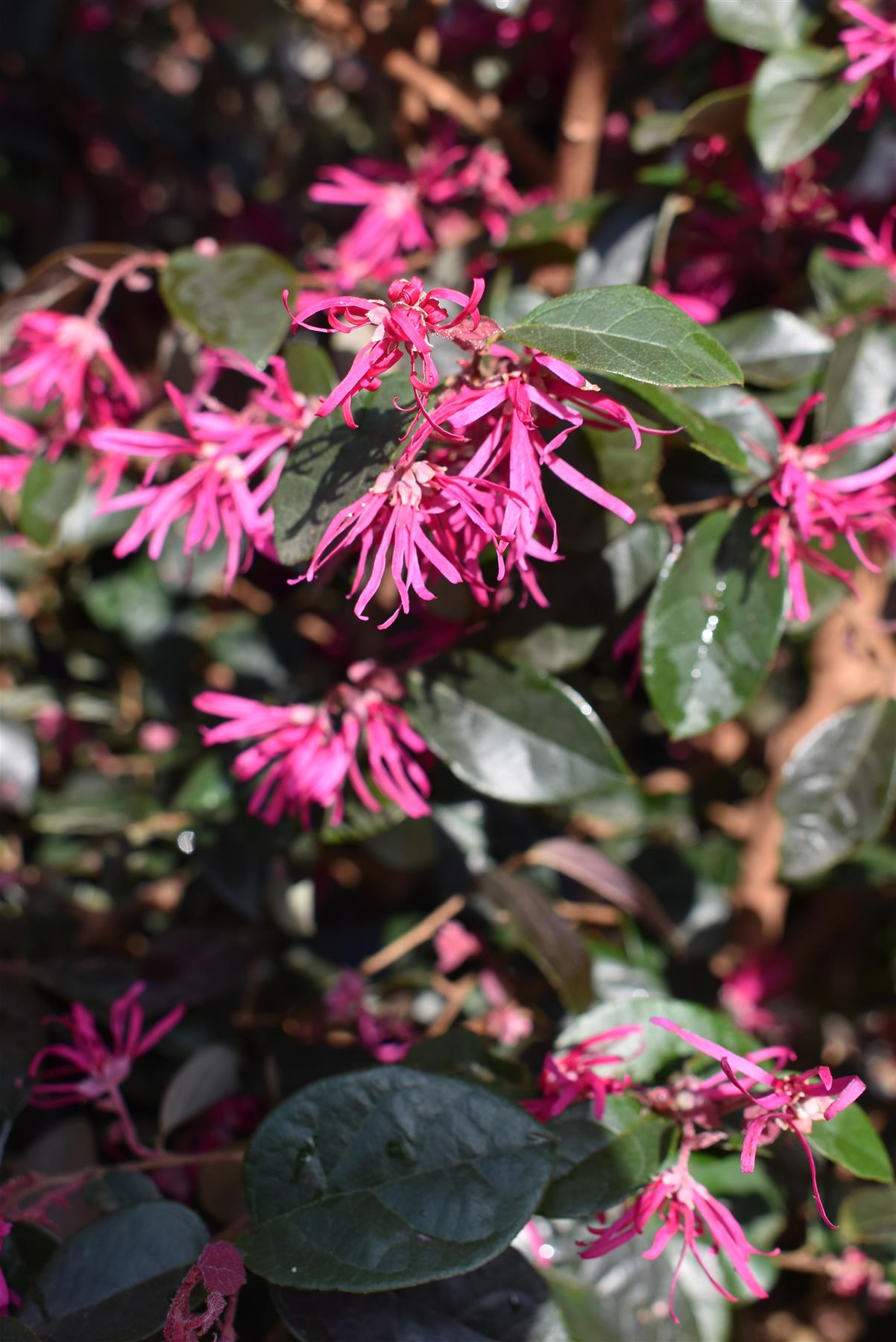 Loropetalum Fede | Chinese Fringe Flower - 90-120cm - 25lt