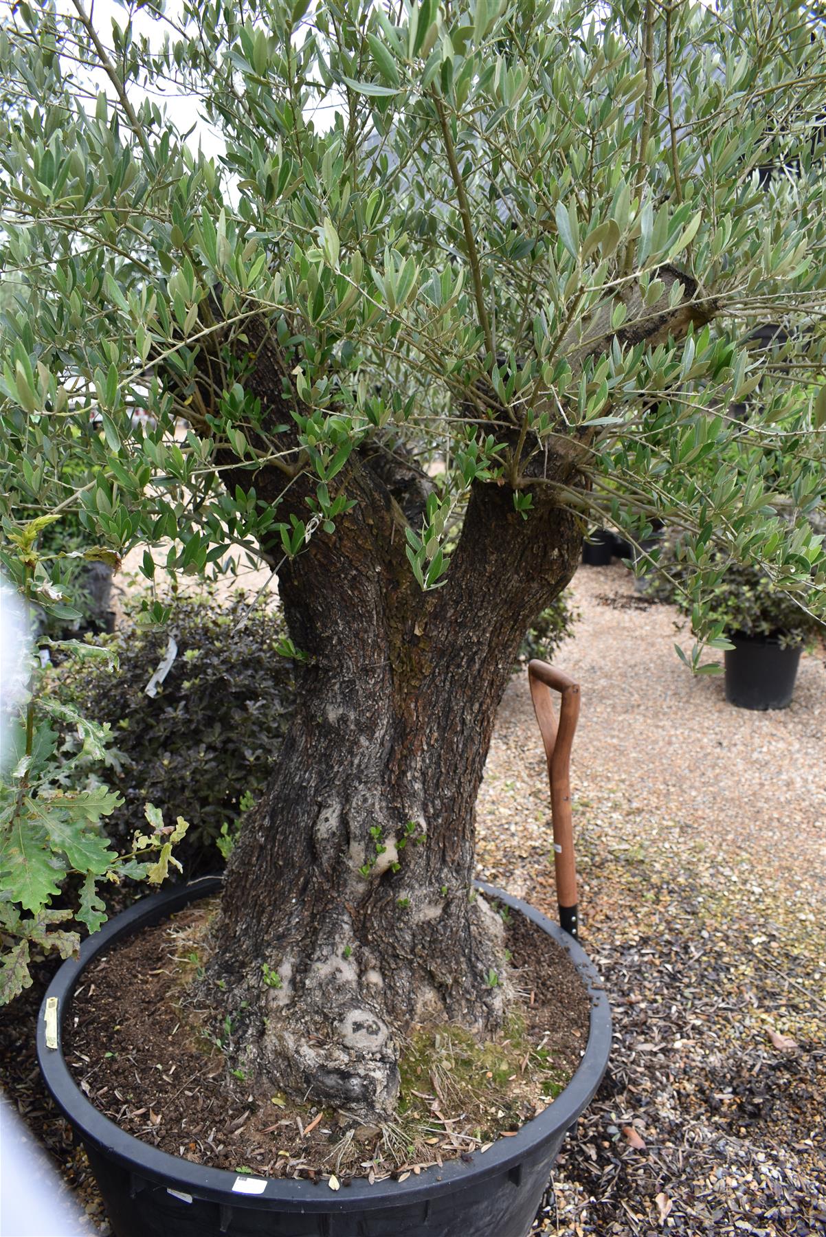 Olive Tree | Olea Europea 1/2 Standard 114cm girth - 175-185cm, 240lt