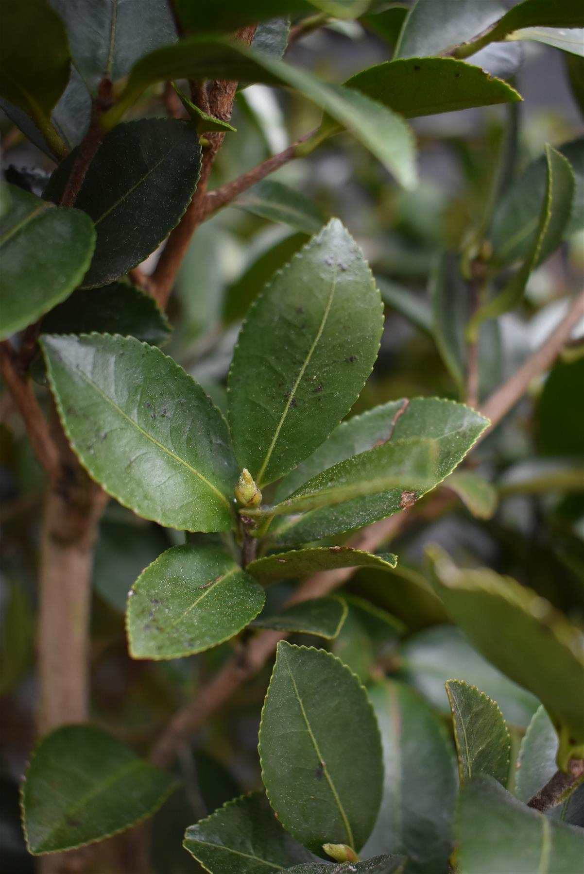 Camellia sasanqua - Bush - Large Shrub - White - Height 220-230cm - 110lt